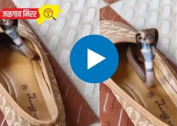 बापरे : पायाच्या बुटात लपला होता साप ; व्हिडीओ झाला व्हायरल !