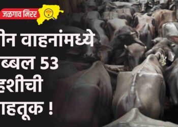 तीन वाहनांमध्ये तब्बल ५३ म्हशीची वाहतूक !