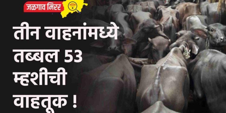 तीन वाहनांमध्ये तब्बल ५३ म्हशीची वाहतूक !