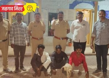 भरदिवसा कापूस चोरणारे तिघे ताब्यात !