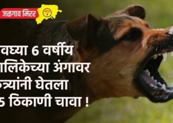 अवघ्या ६ वर्षीय बालिकेच्या अंगावर कुत्र्यांनी घेतला २५ ठिकाणी चावा !