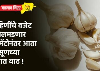 गृहिणींचे बजेट कोलमडणार : टोमॅटोनंतर आता लसूणच्या दरात वाढ !