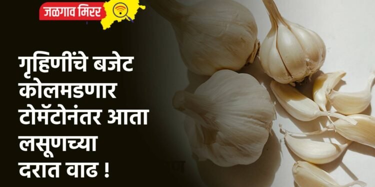 गृहिणींचे बजेट कोलमडणार : टोमॅटोनंतर आता लसूणच्या दरात वाढ !