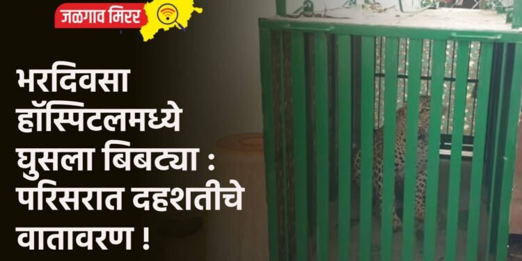 भरदिवसा हॉस्पिटलमध्ये घुसला बिबट्या : परिसरात दहशतीचे वातावरण !