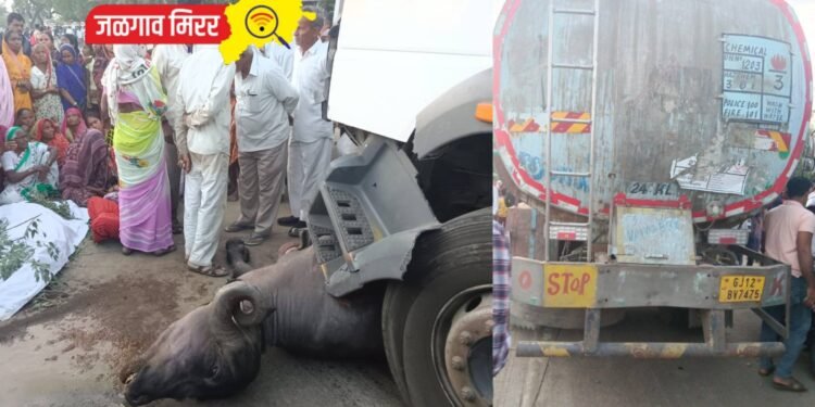 जळगाव : भरधाव ट्रकच्या धडकेत म्हशीसह एकाचा दुर्देवी मृत्यू !