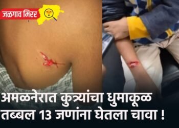 अमळनेरात कुत्र्यांचा धुमाकूळ : तब्बल १३ जणांना घेतला चावा !