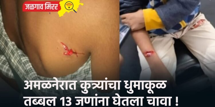 अमळनेरात कुत्र्यांचा धुमाकूळ : तब्बल १३ जणांना घेतला चावा !