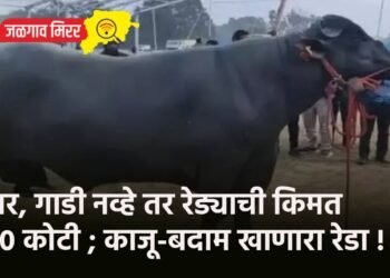घर, गाडी नव्हे तर रेड्याची किमत १० कोटी ; काजू-बदाम खाणारा रेडा !