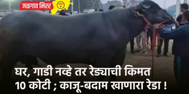 घर, गाडी नव्हे तर रेड्याची किमत १० कोटी ; काजू-बदाम खाणारा रेडा !