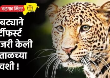 बिबट्याने थर्टीफर्स्ट साजरी केली नाताळच्या दिवशी !