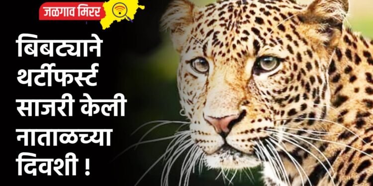 बिबट्याने थर्टीफर्स्ट साजरी केली नाताळच्या दिवशी !