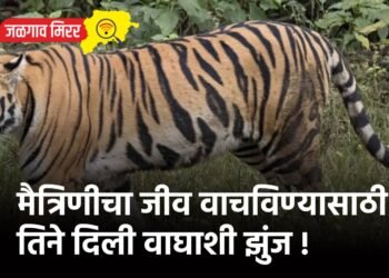 मैत्रिणीचा जीव वाचविण्यासाठी तिने दिली वाघाशी झुंज !
