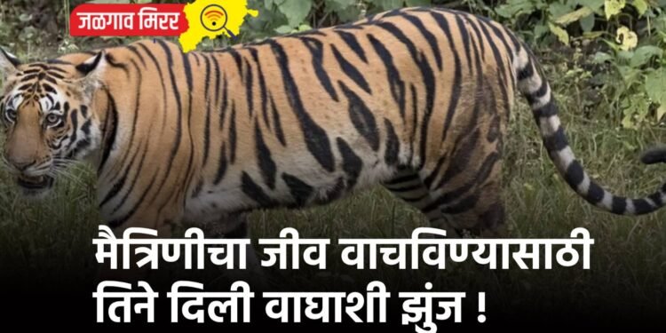 मैत्रिणीचा जीव वाचविण्यासाठी तिने दिली वाघाशी झुंज !