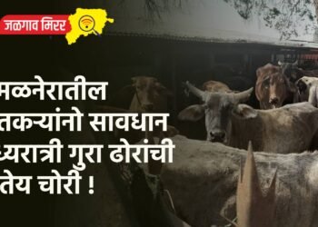 अमळनेरातील शेतकऱ्यांनो सावधान : मध्यरात्री गुरा ढोरांची होतेय चोरी !