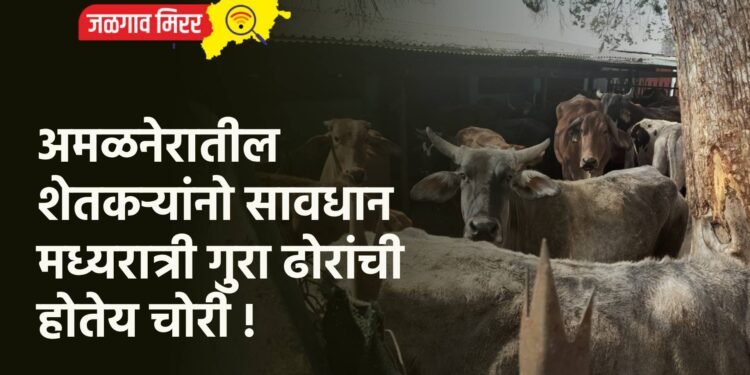 अमळनेरातील शेतकऱ्यांनो सावधान : मध्यरात्री गुरा ढोरांची होतेय चोरी !