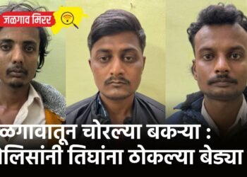 जळगावातून चोरल्या बकऱ्या : पोलिसांनी तिघांना ठोकल्या बेड्या !