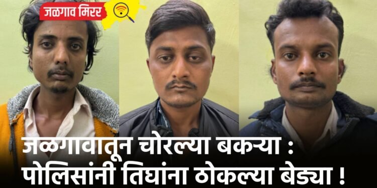 जळगावातून चोरल्या बकऱ्या : पोलिसांनी तिघांना ठोकल्या बेड्या !