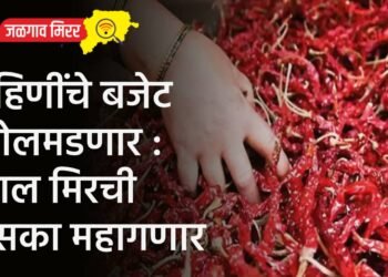 गृहिणींचे बजेट कोलमडणार : लाल मिरची ठसका महागणार