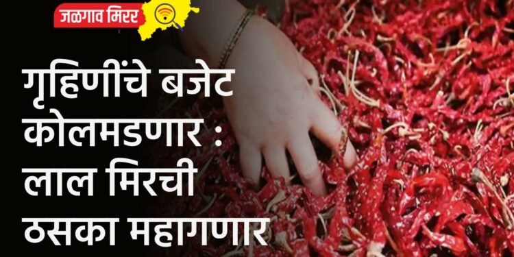 गृहिणींचे बजेट कोलमडणार : लाल मिरची ठसका महागणार