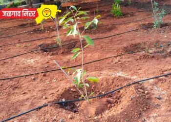 छत्रपती शिवाजी महाराजांचे जन्मस्थान ‘शिवाई देवराई’ जैन ठिबकने बहरले