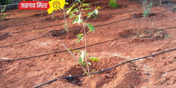 छत्रपती शिवाजी महाराजांचे जन्मस्थान ‘शिवाई देवराई’ जैन ठिबकने बहरले