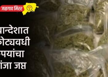 खान्देशात कोट्यवधी रुपयांचा गांजा जप्त