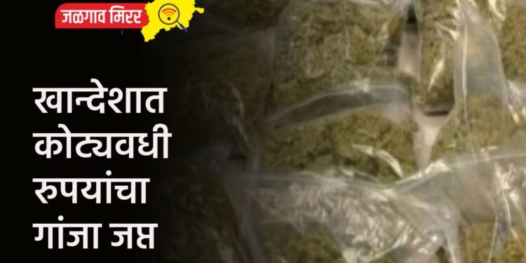 खान्देशात कोट्यवधी रुपयांचा गांजा जप्त