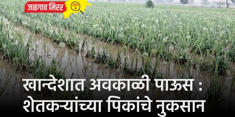 खान्देशात अवकाळी पाऊस : शेतकऱ्यांच्या पिकांचे नुकसान