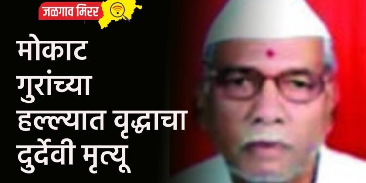 मोकाट गुरांच्या हल्ल्यात वृद्धाचा दुर्देवी मृत्यू