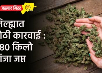 जिल्ह्यात मोठी कारवाई : ९८० किलो गांजा जप्त