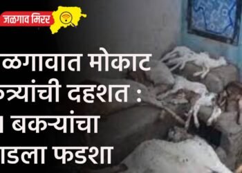 जळगावात मोकाट कुत्र्यांची दहशत : ११ बकऱ्यांचा पाडला फडशा