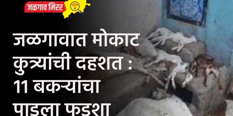 जळगावात मोकाट कुत्र्यांची दहशत : ११ बकऱ्यांचा पाडला फडशा