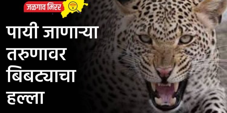 पायी जाणाऱ्या तरुणावर बिबट्याचा हल्ला