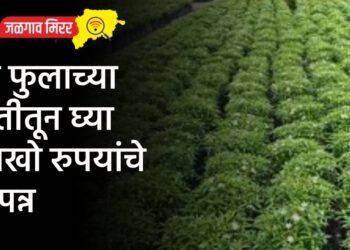 सरकारनं उचललं मोठं पाऊल : डाळींच्या किंमती होणार कमी