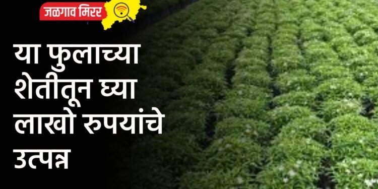 सरकारनं उचललं मोठं पाऊल : डाळींच्या किंमती होणार कमी