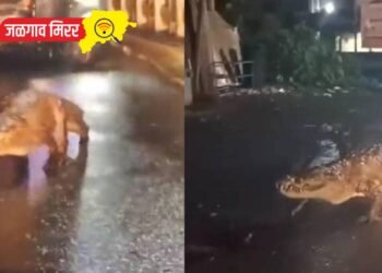 राज्यातील रस्त्यावर दिसून आले ‘महाकाय मगर’