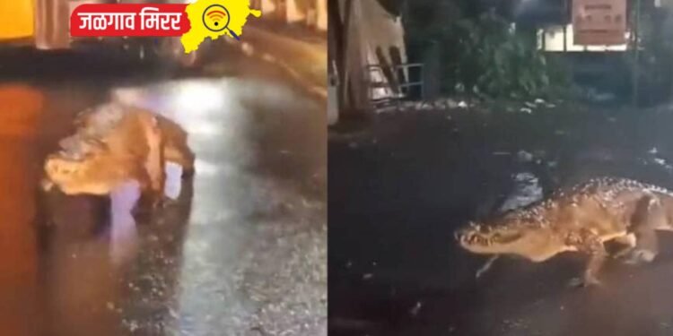 राज्यातील रस्त्यावर दिसून आले ‘महाकाय मगर’