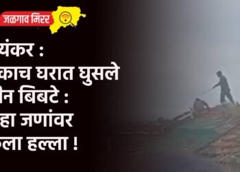 भयंकर : एकाच घरात घुसले तीन बिबटे : सहा जणांवर केला हल्ला !
