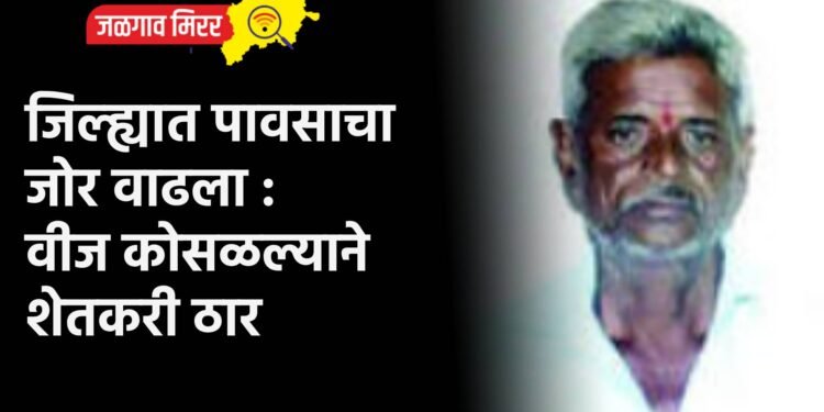 जिल्ह्यात पावसाचा जोर वाढला : वीज कोसळल्याने शेतकरी ठार