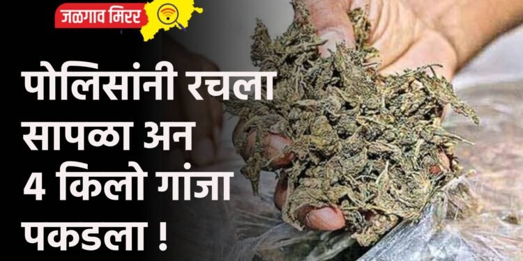 पोलिसांनी रचला सापळा अन ४ किलो गांजा पकडला !