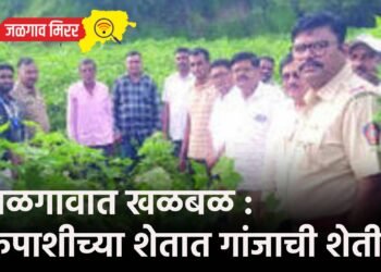 जळगावात खळबळ : कपाशीच्या शेतात गांजाची शेती !