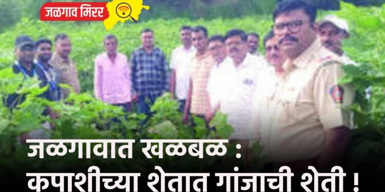 जळगावात खळबळ : कपाशीच्या शेतात गांजाची शेती !