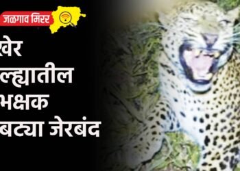 अखेर जिल्ह्यातील नरभक्षक बिबट्या जेरबंद