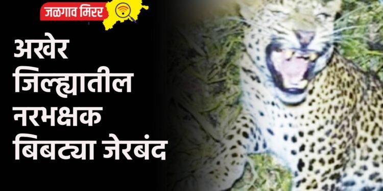 अखेर जिल्ह्यातील नरभक्षक बिबट्या जेरबंद