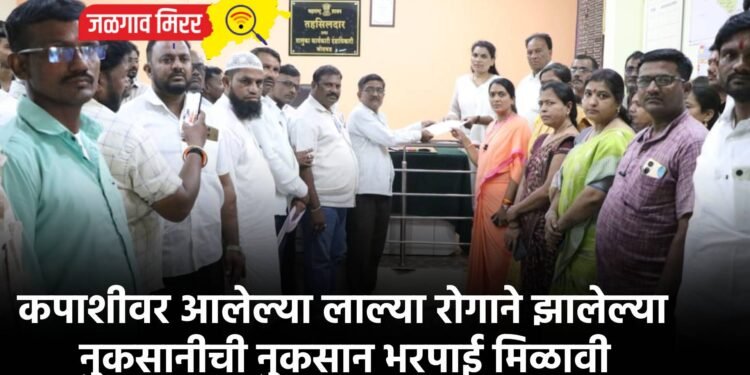 कपाशीवर आलेल्या लाल्या रोगाने झालेल्या नुकसानीची नुकसान भरपाई मिळावी