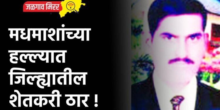 मधमाशांच्या हल्ल्यात जिल्ह्यातील शेतकरी ठार !