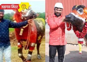 गवळी समाजा तर्फे दिवाळी पाडव्याच्या दिवशी सगर उत्सव साजरा !