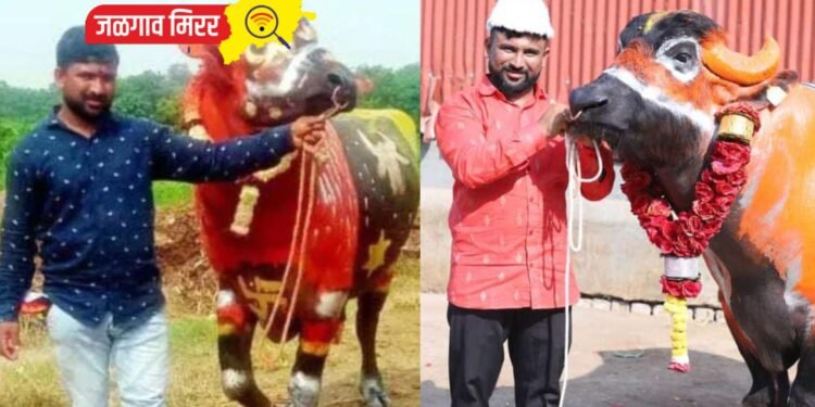 गवळी समाजा तर्फे दिवाळी पाडव्याच्या दिवशी सगर उत्सव साजरा !