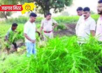 जिल्ह्यात १२ लाखांची गांजाची झाडे जप्त