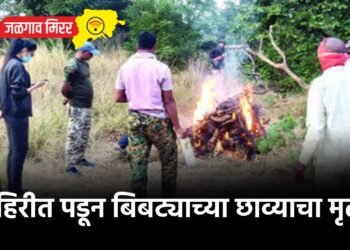 विहिरीत पडून बिबट्याच्या छाव्याचा मृत्यू